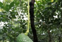 Análisis del mercado de aguacate ecológico en Europa: Informe Q1 2026