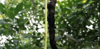 Analysis of the Organic Avocado Market in Europe: Q1 2026 Report Aguacates Hass