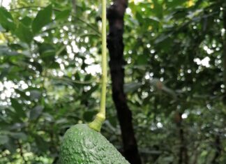 Analysis of the Organic Avocado Market in Europe: Q1 2026 Report Aguacates Hass