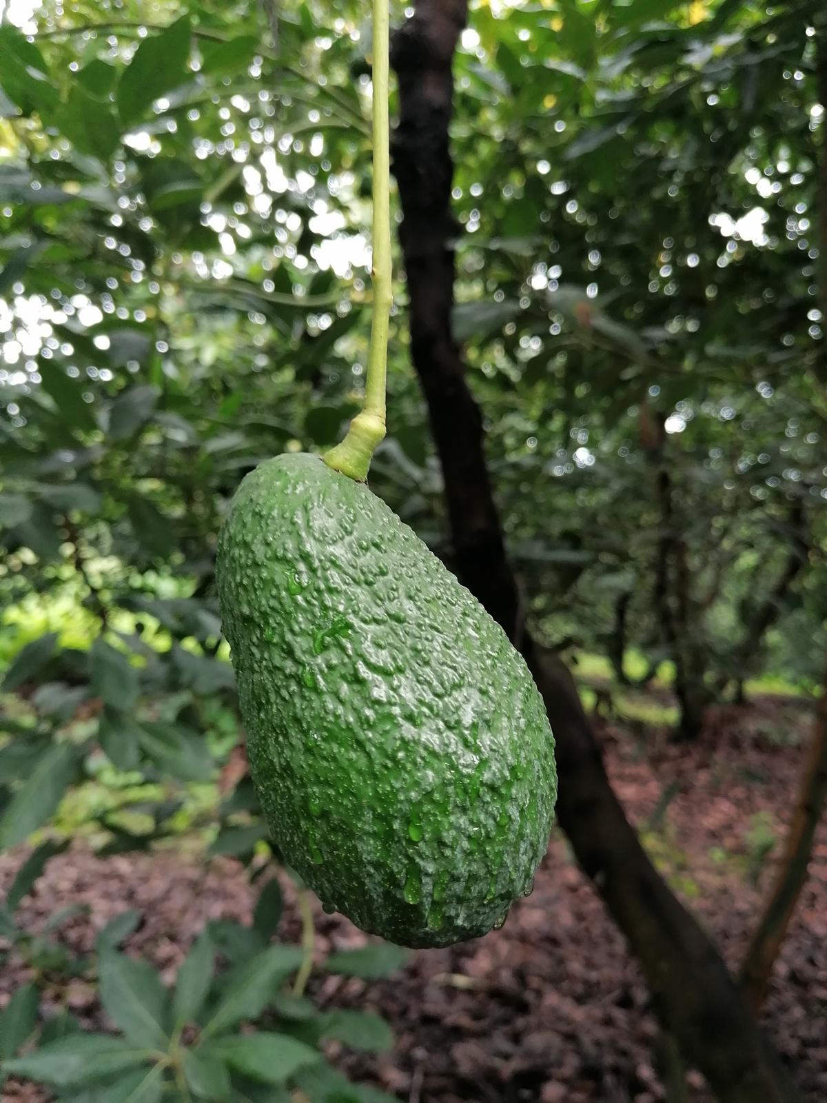 Organic Hass avocados