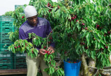 Àfrica ecològica: entre l’agricultura tradicional i les exportacions áfrica