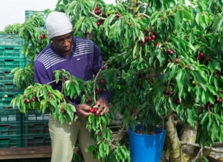 Àfrica ecològica: entre l’agricultura tradicional i les exportacions áfrica