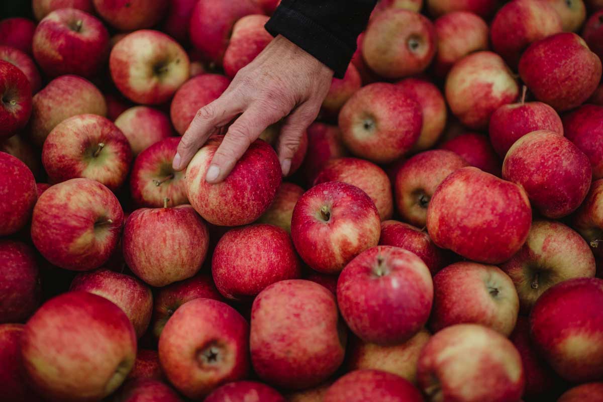 Muchas manzanas