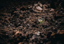 Soil biodiversity: the invisible engine sustaining ecosystems and food systems soil-biodiversity