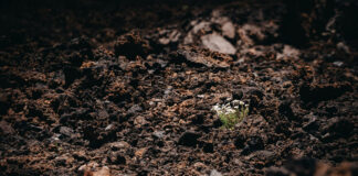 Soil biodiversity: the invisible engine sustaining ecosystems and food systems soil-biodiversity