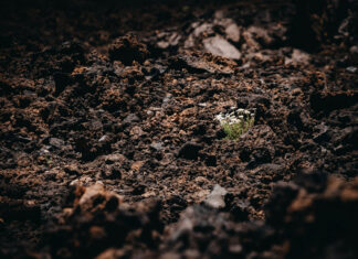 Soil biodiversity: the invisible engine sustaining ecosystems and food systems soil-biodiversity