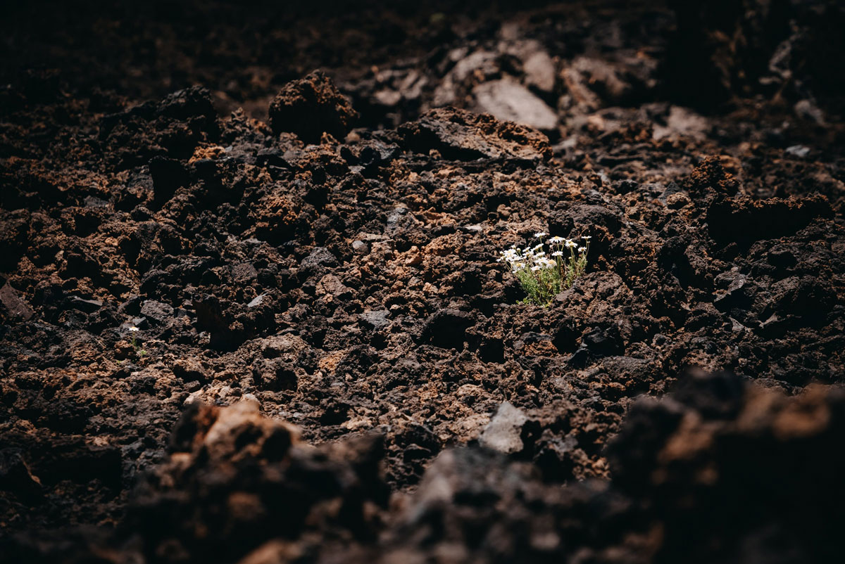 soil-biodiversity