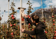 Pomes Bio Val Venosta: l’ecosistema viu de l’agricultura transparent