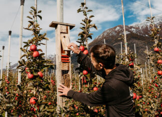 Pomes Bio Val Venosta: l’ecosistema viu de l’agricultura transparent