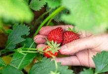 Per què escollir maduixes ecològiques? A woman hand picks ripe red strawberries from a bush. Harvesting in the garden.