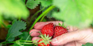 ¿Por qué escoger fresas ecológicas? A woman hand picks ripe red strawberries from a bush. Harvesting in the garden.
