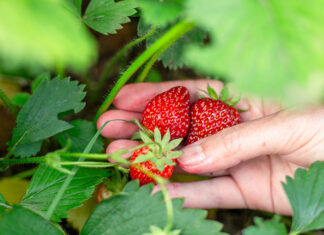 Per què escollir maduixes ecològiques? A woman hand picks ripe red strawberries from a bush. Harvesting in the garden.