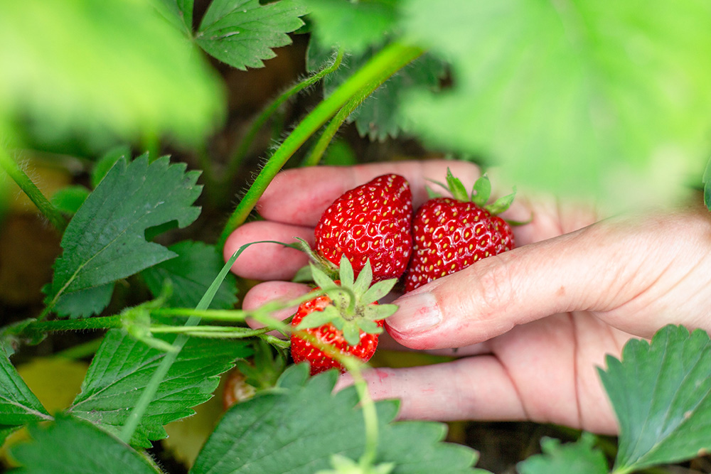 A woman hand picks ripe red strawberries from a bush. Harvesting in the garden.