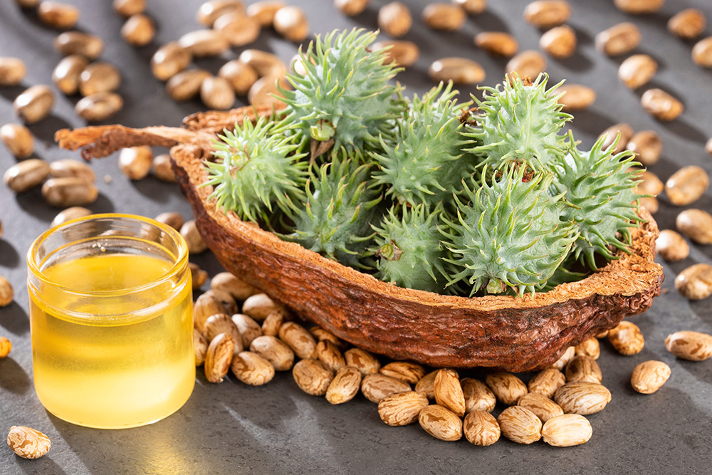 Seeds and castor oil - Ricinus communis