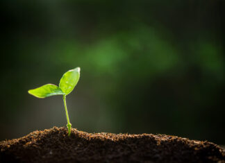 La agricultura ecológica puede ser la solución ante la crisis de los fertilizantes agricultura