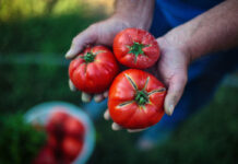 Italia: el sector ecológico entre crecimiento y nuevos equilibrios en el 18º Informe Bio Bank