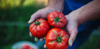 Italy’s organic sector between growth and new balances: 18th Rapporto Bio Bank launched