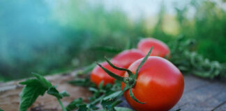 Tomates ecológicos: tomates que saben a tomate tomates-ecológicos