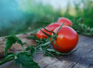 Tomàquets ecològics: tomàquets que tenen gust de tomàquet tomates-ecológicos