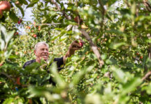 Manzanas ecológicas: categoría clave en primavera-verano