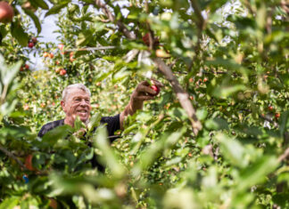 Manzanas ecológicas: categoría clave en primavera-verano