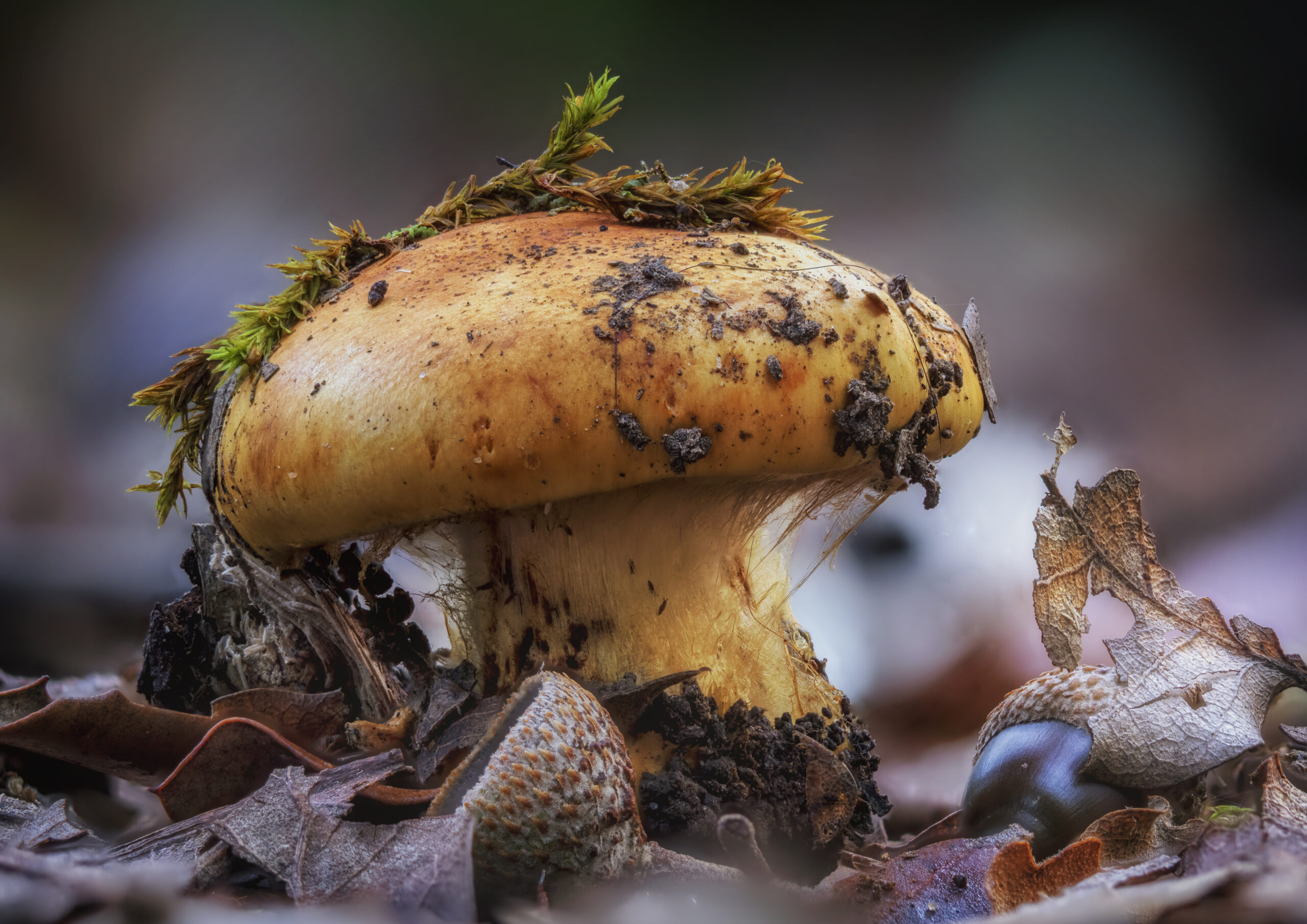 3. premio - Cortinarius - Sergio Donamaría