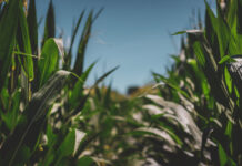 El Parlamento Europeo abre la puerta a las NTG y debilita la transparencia en la cadena alimentaria Maíz
