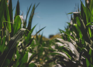 European Parliament opens the door to NGTs and weakens transparency in the food chain Maíz