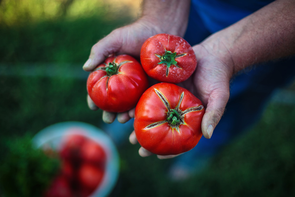 Tomato harvest. Farmers hands with freshly harvested tomatoes