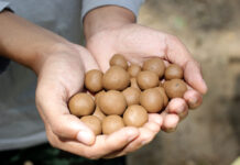 Masanobu Fukuoka y su crítica revolucionaria Seed balls made of clay soil and seeds