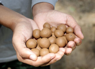 Masanobu Fukuoka i la seva crítica revolucionària Seed balls made of clay soil and seeds
