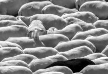 Un rebaño de ovejas gana la III. edición del concurso Ekomiradas Primer-premio