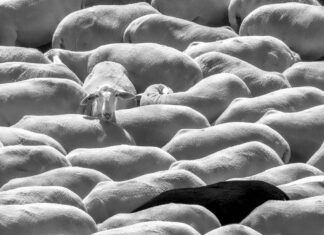 Un rebaño de ovejas gana la III. edición del concurso Ekomiradas Primer-premio