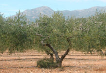 El Departament d’Agricultura abona 18,98 milions d’euros als ajuts a la Producció agrària ecològica ajudes-agricultura