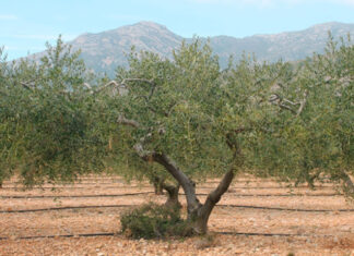 El Departament d’Agricultura abona 18,98 milions d’euros als ajuts a la Producció agrària ecològica ajudes-agricultura