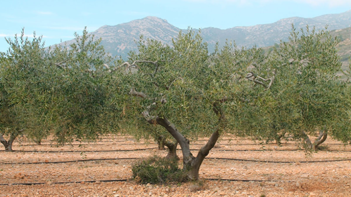 ajudes-agricultura