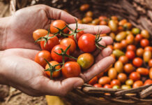 El tomate: un ingrediente común con beneficios extraordinarios