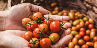 El tomate: un ingrediente común con beneficios extraordinarios