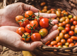 El tomàquet: un ingredient comú amb beneficis extraordinaris