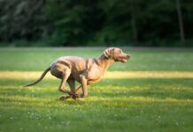 El auge de la alimentación consciente también llega a las mascotas perro activo comida natural para perros