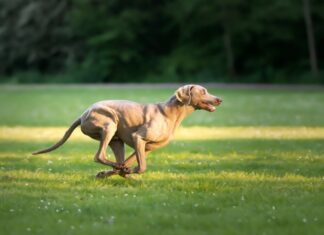 El auge de la alimentación consciente también llega a las mascotas perro activo comida natural para perros
