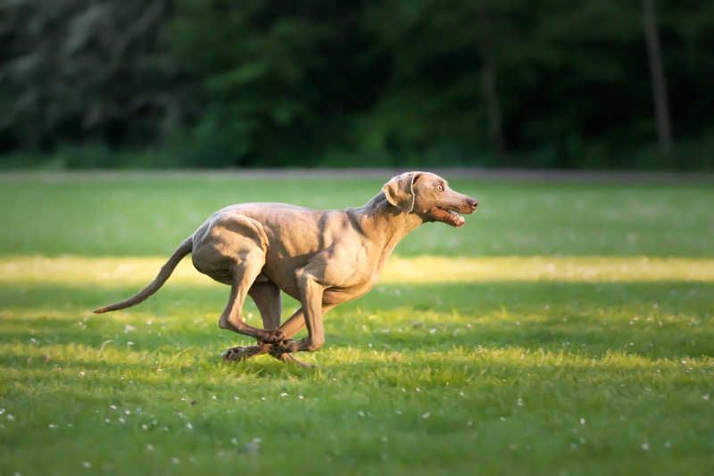 perro activo comida natural para perros