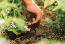 Joint statement warns against «regenerative» greenwashing in EU markets agricultura regenerativa