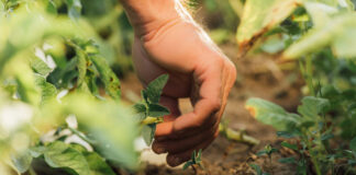 Joint statement warns against «regenerative» greenwashing in EU markets agricultura regenerativa