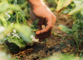 Joint statement warns against «regenerative» greenwashing in EU markets agricultura regenerativa