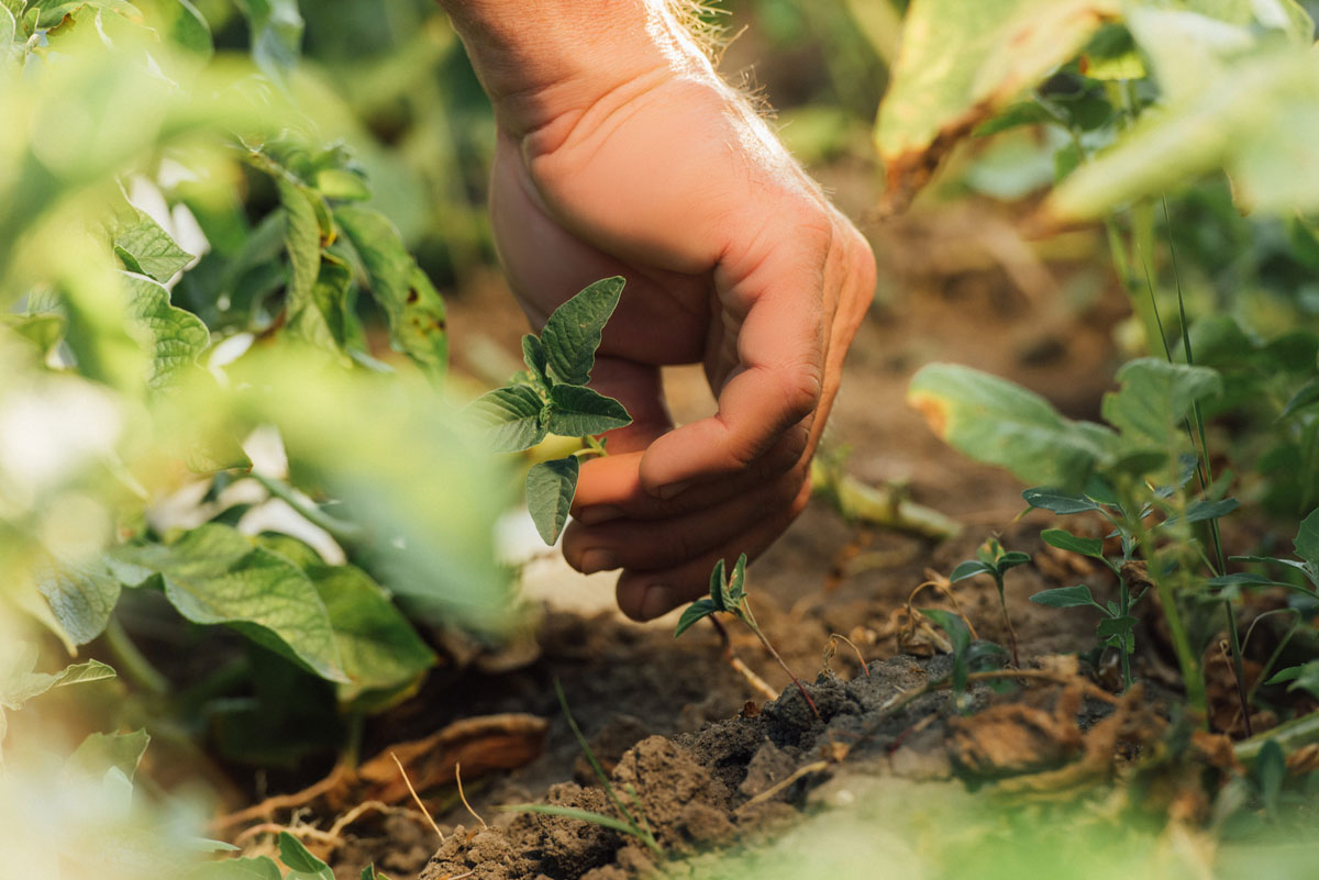 agricultura regenerativa