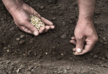 Seed patents: now is the time for the EU to make the right decision seeds