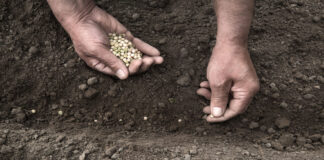 Seed patents: now is the time for the EU to make the right decision seeds