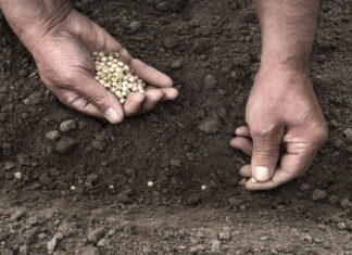 Seed patents: now is the time for the EU to make the right decision seeds