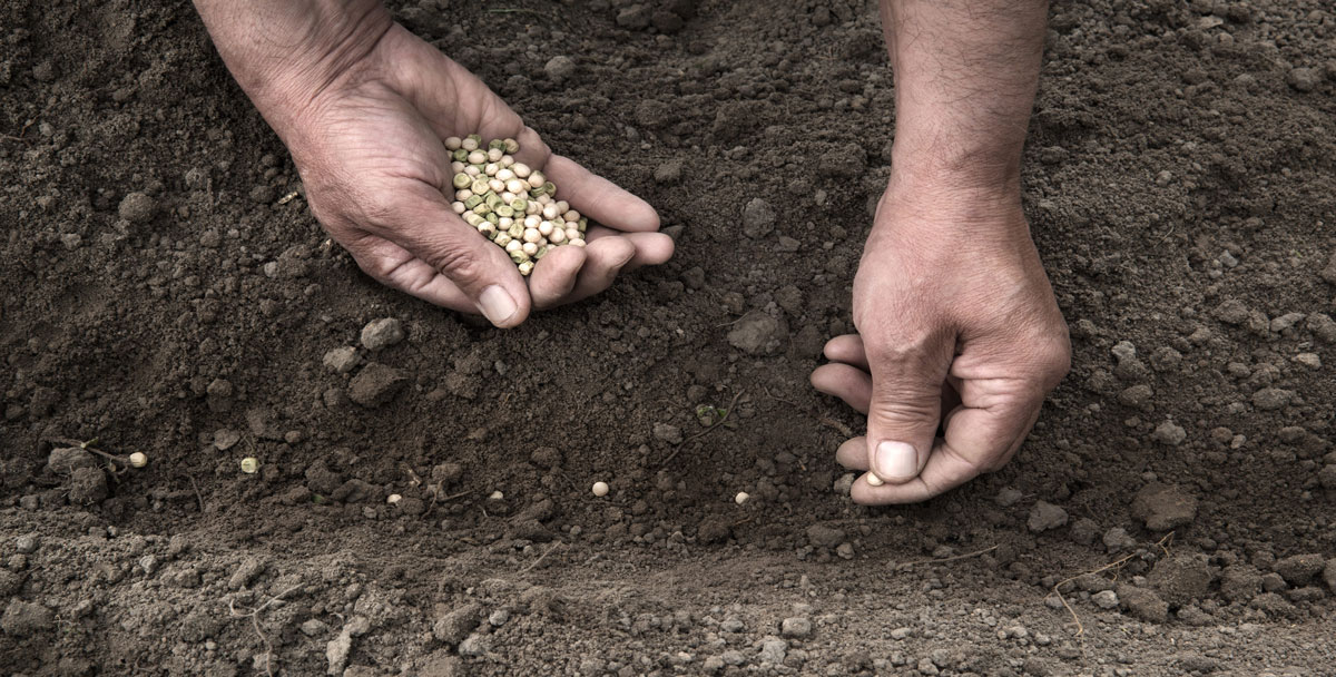 seeds